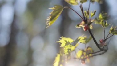 Yeni bahar akçaağaç defocused sıcak güneş ışığı yeşil orman arka plan izleme kamera yakın bırakır. Yeni taze ormanda arkadan aydınlatmalı güneş çerçeve mercek parlaması. Doğa koruma kavramı