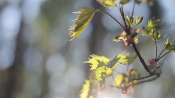 New Spring Maple Leaves Close Camera Tracking Warm Sunlight Defocused — Stock Video