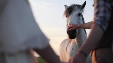 Okşayarak atları burun yüzü tanınmaz açık havada akşam gökyüzü yaban hayatı yavaş okşamaya çift kapatın. Erkek vahşi hayvan huzurlu an dostluk dokunmadan eller. Üreme özgürlük çiftlik yaşam tarzı