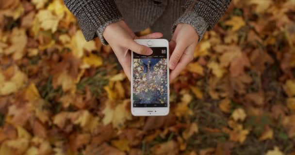 Kadın Ellerinin Cep Telefonuyla Sarı Sonbahar Yapraklarının Fotoğrafını Çekerken Tepeden — Stok video