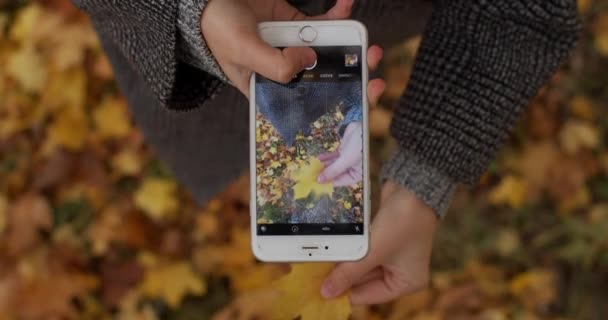 Närbild Kvinnliga Händer Fotografera Höstlöv Mobiltelefon Grunt Dof Kopia Utrymme — Stockvideo