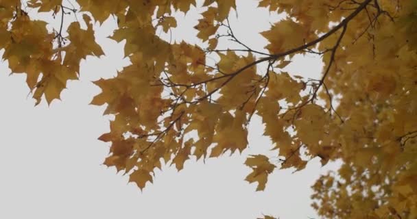 Gele Esdoorn Bladeren Trillen Dof Herfstwind Grijze Lucht Achtergrond Lente — Stockvideo