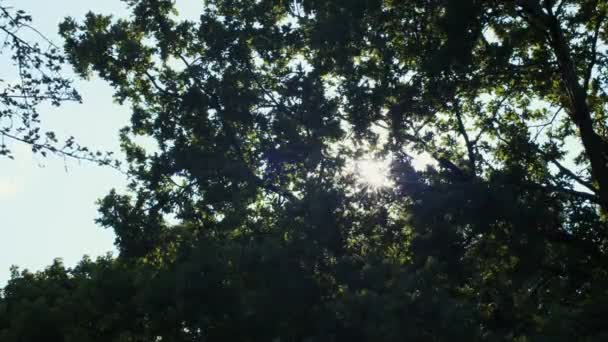 夏の公園運動の背景で屋外の緑の葉を通して輝く太陽 上昇する太陽の低角度ビューでバックライト風に震える葉 壊れやすい自然の美しさマインドフルネスコンセプト生態保護 — ストック動画