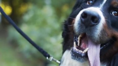 Dışarıya bakan büyük köpeğin makro portresi. Odaklanamayan yeşil arka plan. Köpek suratlı, üç renkli saçın önünü kapatın. Bernese dağ köpeği dışarıda poz veriyor. Hayvan besleme konsepti