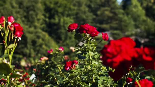 緑豊かな背景日当たりの良い庭に風の屋外で震えて赤いバラ 閉じるアップビデオのショットの明るい花成長の外にスローモーション浅いですDof — ストック動画