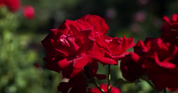Makro Video Laukaus Punainen Ruusu Nuppu Vapina Tuulessa Aurinkoisella Kesäpäivällä — kuvapankkivideo