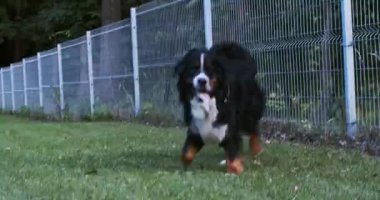 Büyük Bernese dağ köpeği el kamerasıyla yana doğru kayıyor. Akşam parkında arka planda yavaş çekimde hızlı hareket eden tehlikeli bir hayvan. Köpek problemleri koruma