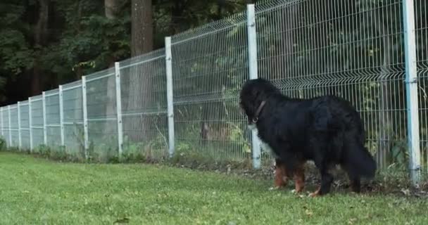 大贪婪的狗在外面绿色公园背景的金属栅栏旁等待着主人 伯纳牧羊犬站在大自然面前看着镜头守护着人 动物保护庇护所喂养 — 图库视频影像