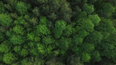 Yeşil kozalaklı, sık ağaç tepelerinin yukarıdan görünüşü arka planda hareket ediyor. Quadcopter drone kırsalda büyüyen vahşi doğa ormanlarını zoom yapıyor. Ekoloji koruma ormansızlaştırma günlüğü