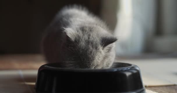 Gatinho Cinza Fofo Comendo Tigela Preta Dentro Casa Fechar Luz — Vídeo de Stock