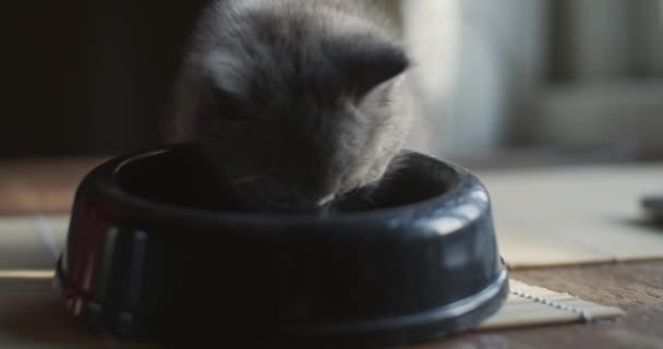 日当たりの良いアパートの床の上に屋内で座っている小さな赤ちゃん猫の餌を閉じます 家庭のスローモーションで食べ物を食べる灰色の小児子猫のマクロ肖像画 ペットの友情愛の概念 — ストック動画