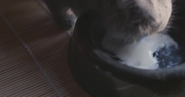 Макрозовнішній Вигляд Дитячих Котів Облизує Біле Харчове Молоко Великої Миски — стокове відео