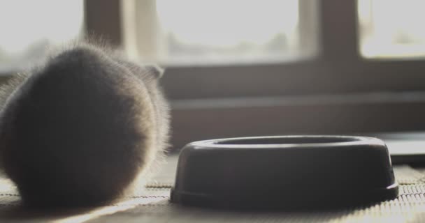 Gatinho Fofo Adorável Desfrutando Jantar Iluminado Pelo Sol Dentro Casa — Vídeo de Stock