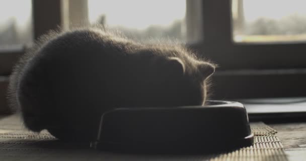 Piccolo Gatto Grigio Che Mangia Cibo Sul Pavimento Retroilluminato Dalla — Video Stock