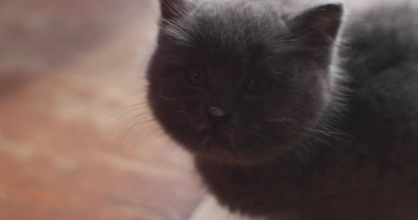 Macro portrait de chatte chatte léchant son visage après avoir mangé de la nourriture à l'intérieur au ralenti. Louveteau bébé chat gris relaxant dans un soleil chaud profitant de la vie. Militantisme pour la protection des animaux. Allaitement 