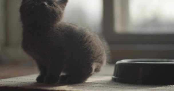 Cute Kotek Czeka Obiad Podświetlone Przez Okno Naturalne Światło Pomieszczeniach — Wideo stockowe