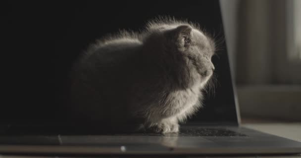 Profile Portrait Sleepy Baby Cat Sitting Black Laptop Screen Background — Stockvideo