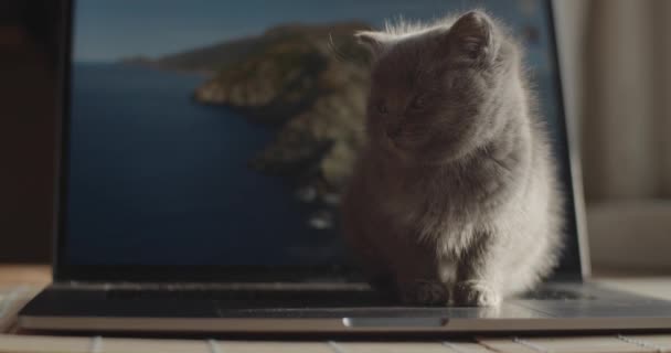 Śpiący Kotek Siedzi Przy Otwartym Notebooku Ekranu Wewnątrz Słonecznego Mieszkania — Wideo stockowe