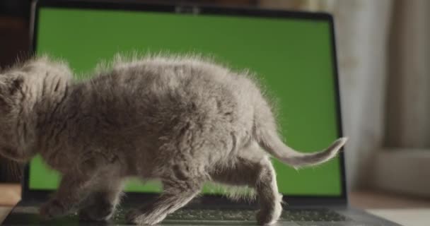 Fluffy Gatito Viene Sienta Teclado Computadora Con Pantalla Simulada Fondo — Vídeo de stock