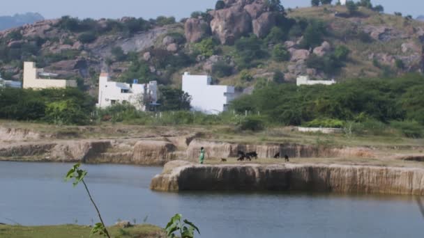 Paisaje Verde Asentamiento Indio Con Chica Ropa Tradicional Pastoreando Rebaño — Vídeos de Stock