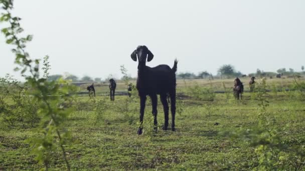 Giovane capra curiosa posa da vicino all'aperto su campo verde su sfondo rurale. Gregge di bovini neri che pascolano all'aperto sul selvaggio paesaggio indiano al rallentatore. Agricoltura tradizionale stile di vita — Video Stock