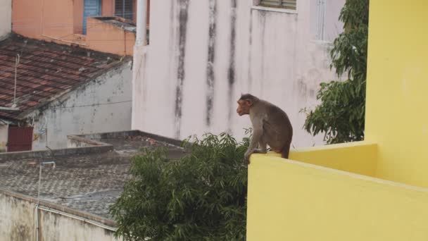 Lustige Makaken sitzen auf dem Dachrand und quietschen vor dem Hintergrund städtischer Gebäude. Wilde Affentiere, die auf indischen Dächern leben, bewegen sich in Zeitlupe. Reisetourismus Urlaub Ökologisches Schutzkonzept — Stockvideo