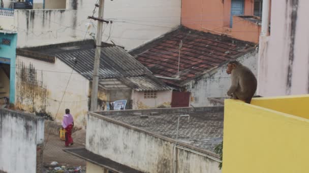 Обезьяна сидит на крыше и смотрит на людей, проходящих мимо по обычной индийской улице. Спокойная макаковая обезьяна отдыхает на азиатском здании в замедленной съемке. Туризм в бедных регионах — стоковое видео