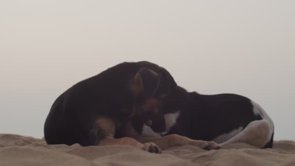 Zwei junge Hunde, die sich am Sandstrand am Meer vor weißem Himmel ausruhen, aus nächster Nähe. Niedliche Welpen knabbern Holzstäbchen allein auf dem Meer Zeitlupe. Pflegekonzept zum Tierschutz — Stockvideo
