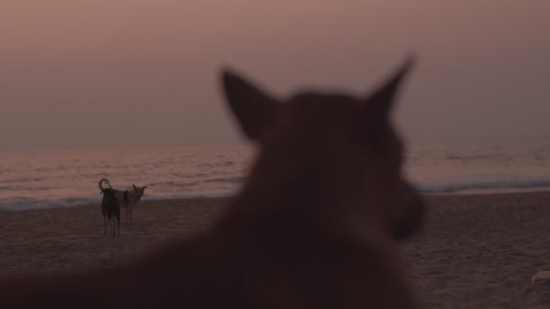 Paquete Perros Vagabundos Descansando Playa Arena Luz Del Amanecer Cámara — Vídeo de stock