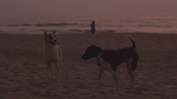 Akşam güneşinde boş sahilde gezinen köpekler sığ suları kapatıyorlar. Köpekçikler gün batımından sonra deniz kenarında temiz havada vakit geçirirler. Hayvan barınağı konsepti — Stok video