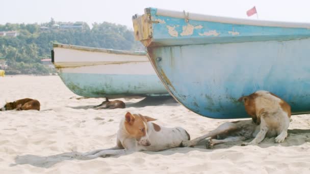 炎炎夏日，一群流浪狗在靠近渔船的沙滩上悠闲自在地玩耍。无家可归的动物躺在海滩上睡在户外慢动作。亚洲文化 — 图库视频影像