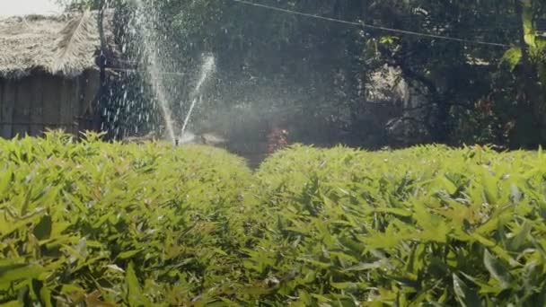 Bevattningssystem strössel växande växter i grönsaksträdgården på sommaren slow motion. Vatten droppar fallande duscha gröna groddar blad på varm dag. Vattenspridarbevattning ekologiskt jordbruk — Stockvideo