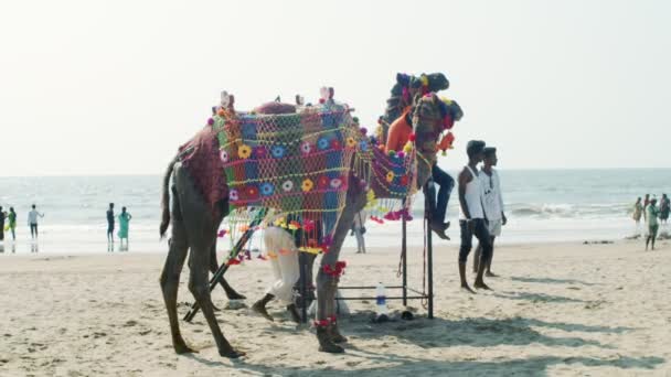 GOKARNA, INDIA-FEBRUARY 20, 2020: 해변에 화려 한 장식을 단 낙타로 사진을 찍는 관광객. 사람들은 인도의 해변에서 이색적 인 동물들을 보며 걷는다. 여행사 여행사 — 비디오