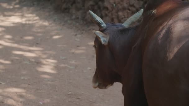 Close up side portrait of horned cow walking on local road in rural. Visão traseira do animal bovino marrom vagando sozinho na beira da estrada da natureza. Conceito de agricultura de criação de carne — Vídeo de Stock