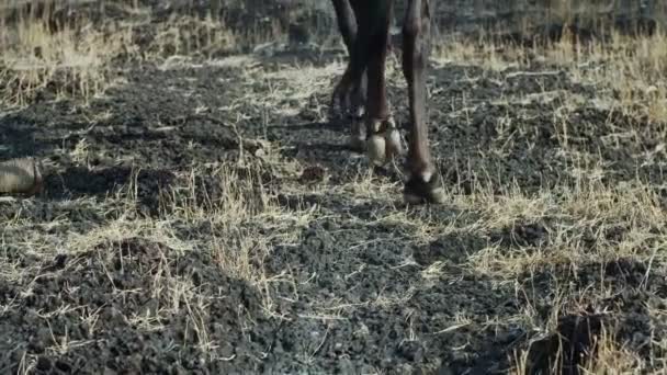 Vue à faible angle de l'animal saboté marchant prudemment dans les bois au ralenti. Vache à cheval sans visage broutant à l'extérieur dans la forêt sur fond d'herbe sèche. Protection de la faune sauvage pépinière — Video