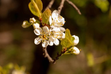 Çiçek açan erik çiçekleri, poleniyle beslenen bir arıyla, İlkbaharda meyve ağaçları açtığında tüm tarlaları renklerle doldurur.