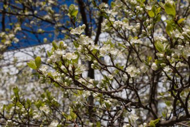 Çiçek açan erik çiçekleri, poleniyle beslenen bir arıyla, İlkbaharda meyve ağaçları açtığında tüm tarlaları renklerle doldurur.
