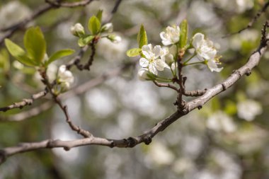 Çiçek açan erik çiçekleri, poleniyle beslenen bir arıyla, İlkbaharda meyve ağaçları açtığında tüm tarlaları renklerle doldurur.