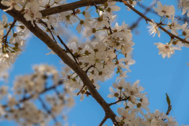 Çiçek açan erik çiçekleri, poleniyle beslenen bir arıyla, İlkbaharda meyve ağaçları açtığında tüm tarlaları renklerle doldurur.