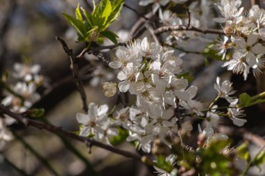 Çiçek açan erik çiçekleri, poleniyle beslenen bir arıyla, İlkbaharda meyve ağaçları açtığında tüm tarlaları renklerle doldurur.