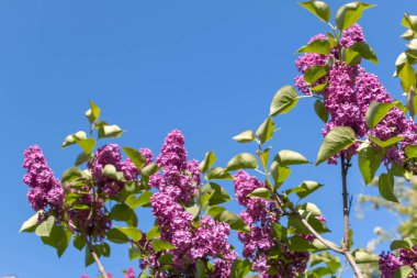 Bahar leylağı çiçekli yeşil dal