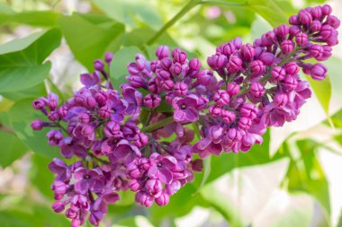 Bahar leylağı çiçekli yeşil dal