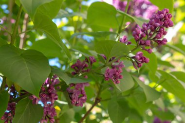 Bahar leylağı çiçekli yeşil dal