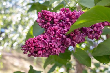 Bahar leylağı çiçekli yeşil dal