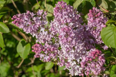 Bahar leylağı çiçekli yeşil dal