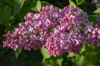 Bahar leylağı çiçekli yeşil dal