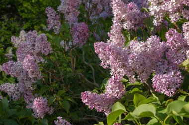 Bahar leylağı çiçekli yeşil dal