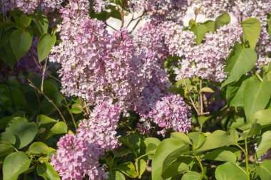 Bahar leylağı çiçekli yeşil dal