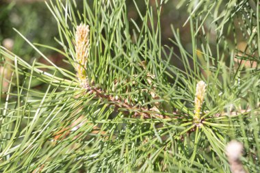 Genç Spruce, Picea 'nın önü, ağaç dalı. Genç filizler merkezinden canlı yeşil ladin iğnelerine yaklaş..