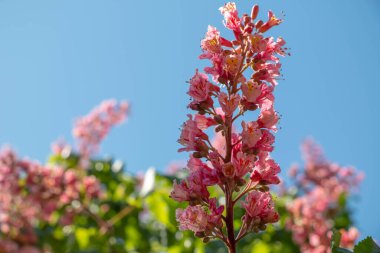 Baharda pembe çiçekler kestane ağacı. Kestane çiçeği mavi gökyüzü arkaplanını kapat
